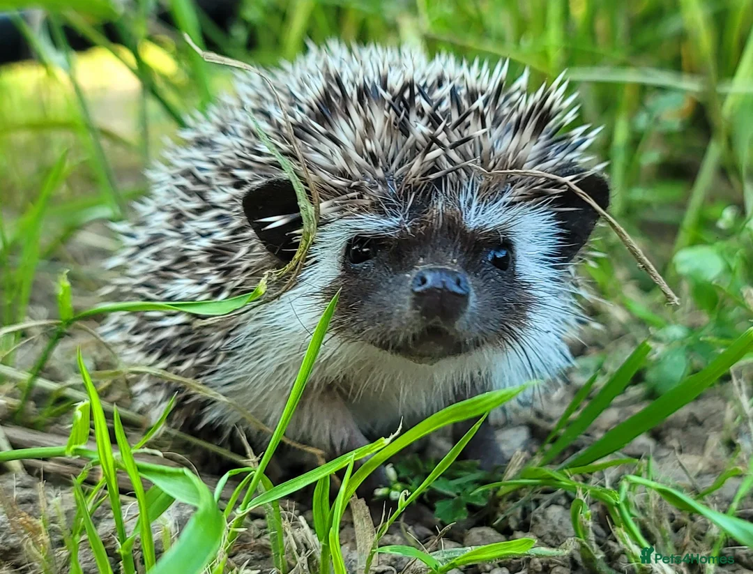 Pygmy Hedgehog rodents for sale: African Pygmy Hedgehog Hoglet - Advert 1