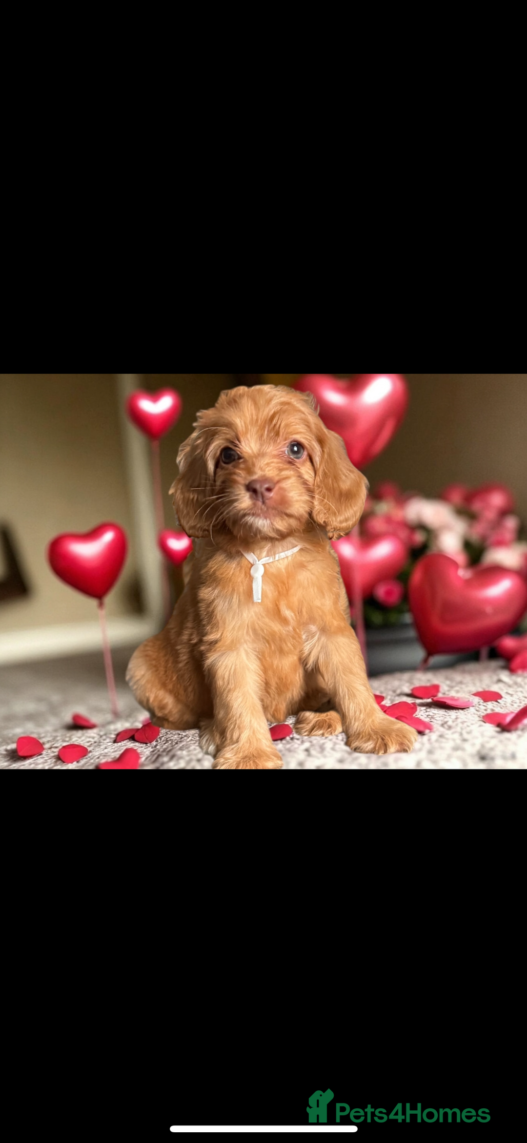 Miniature Poodle dogs for stud: Chocolate phantom miniature poodle stud - Advert 14