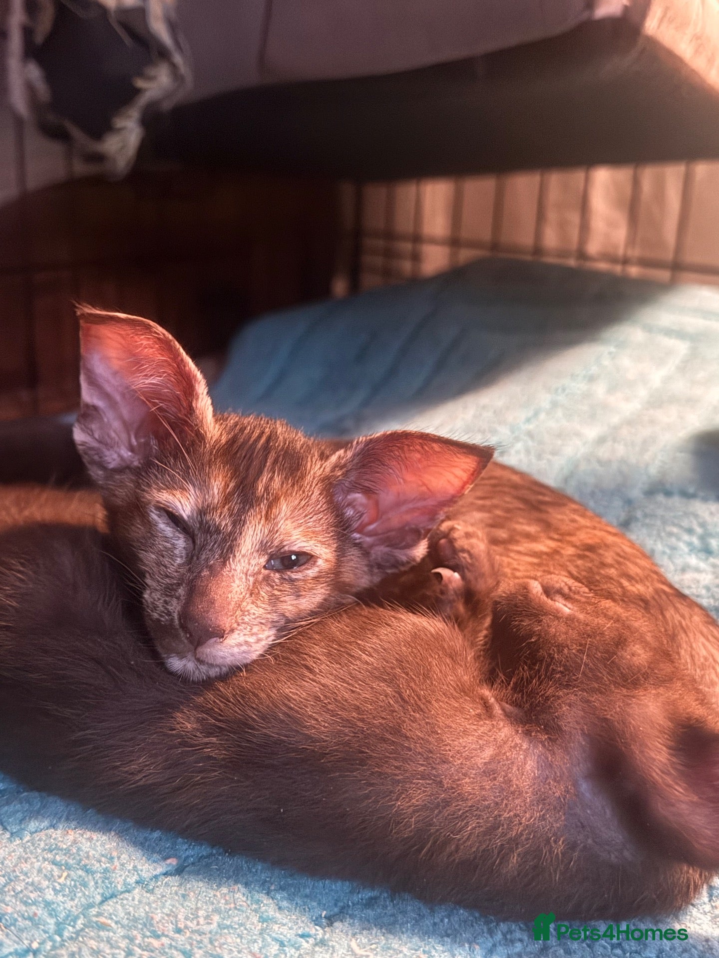 Oriental cats Beautiful Siamese & Oriental Kittens  - Advert 2
