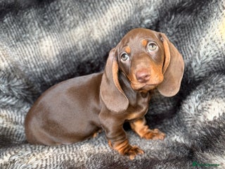 Miniature Dachshund dogs KC Registered Miniature Shorthaired Dachshund - Advert 13
