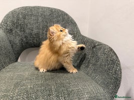 British Longhair cats - Advert 2