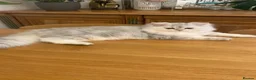 British Longhair cats for sale: British longhair  - Advert 9