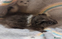 Guinea Pig rodents for sale: Beautiful guinea pigs  - Image 9