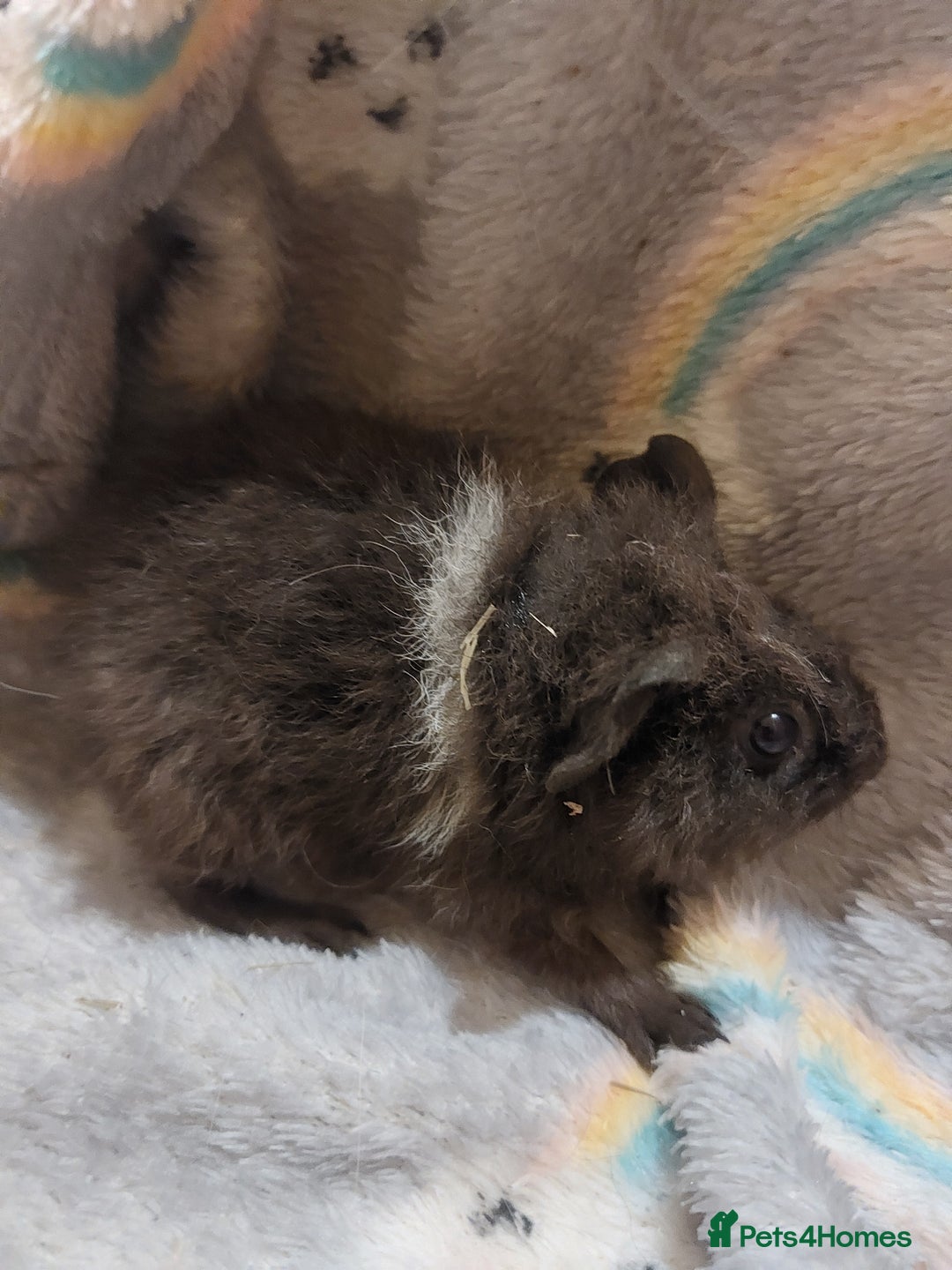 Guinea Pig rodents for sale: Beautiful guinea pigs  - Image 9