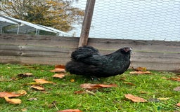 Chickens poultry for sale: Trio of Bantam Orpington’s  - Image 2