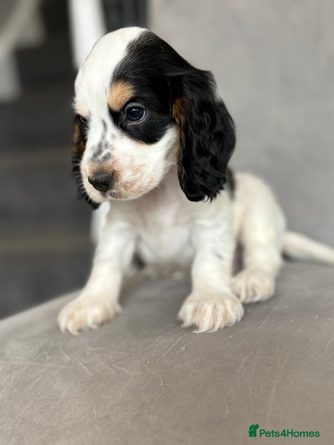 Cocker Spaniel dogs for sale: Health tested cocker spaniel pups  - Image 5