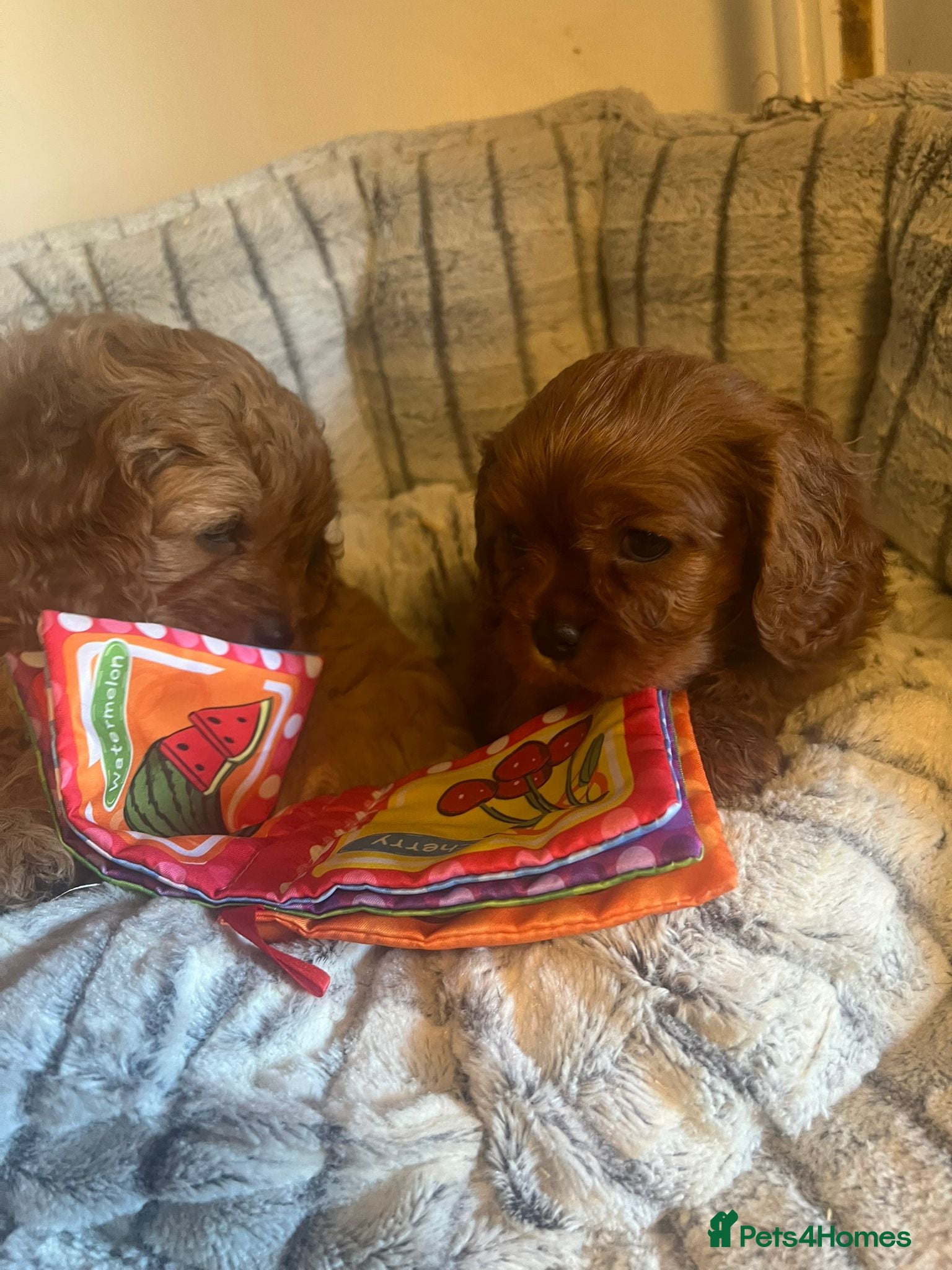 Cavapoo dogs Cavapoo adorable puppies  - Advert 15