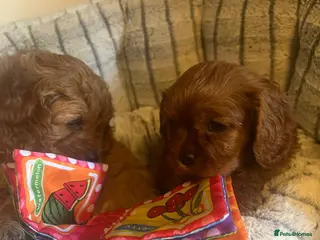 Cavapoo dogs Cavapoo adorable puppies - Advert 15