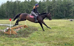 Irish Thoroughbred horses for sale:  SUPER SAFE SCHOOL MASTER  - Image 2