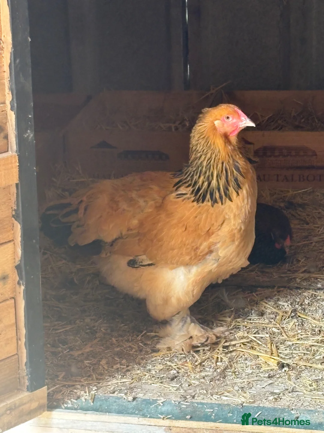 Chickens poultry for sale: Brahma and Wyandotte POL - Advert 1