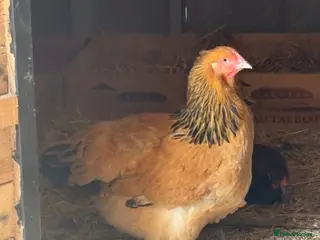 Chickens poultry Brahma and Wyandotte POL - Advert 1
