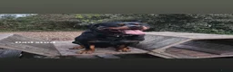 Rottweiler dogs for sale:     Gorgeous Chunky Rottweiler Puppies  - Advert 6