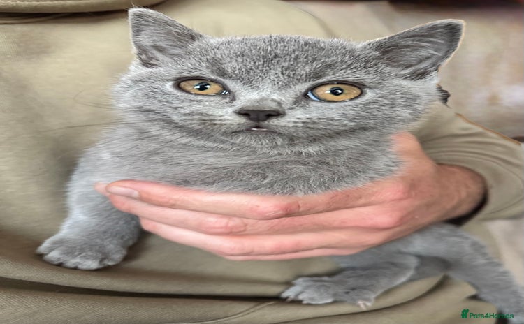 British Shorthair cats - Advert 3