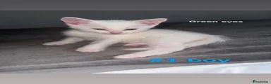 Turkish Angora 1