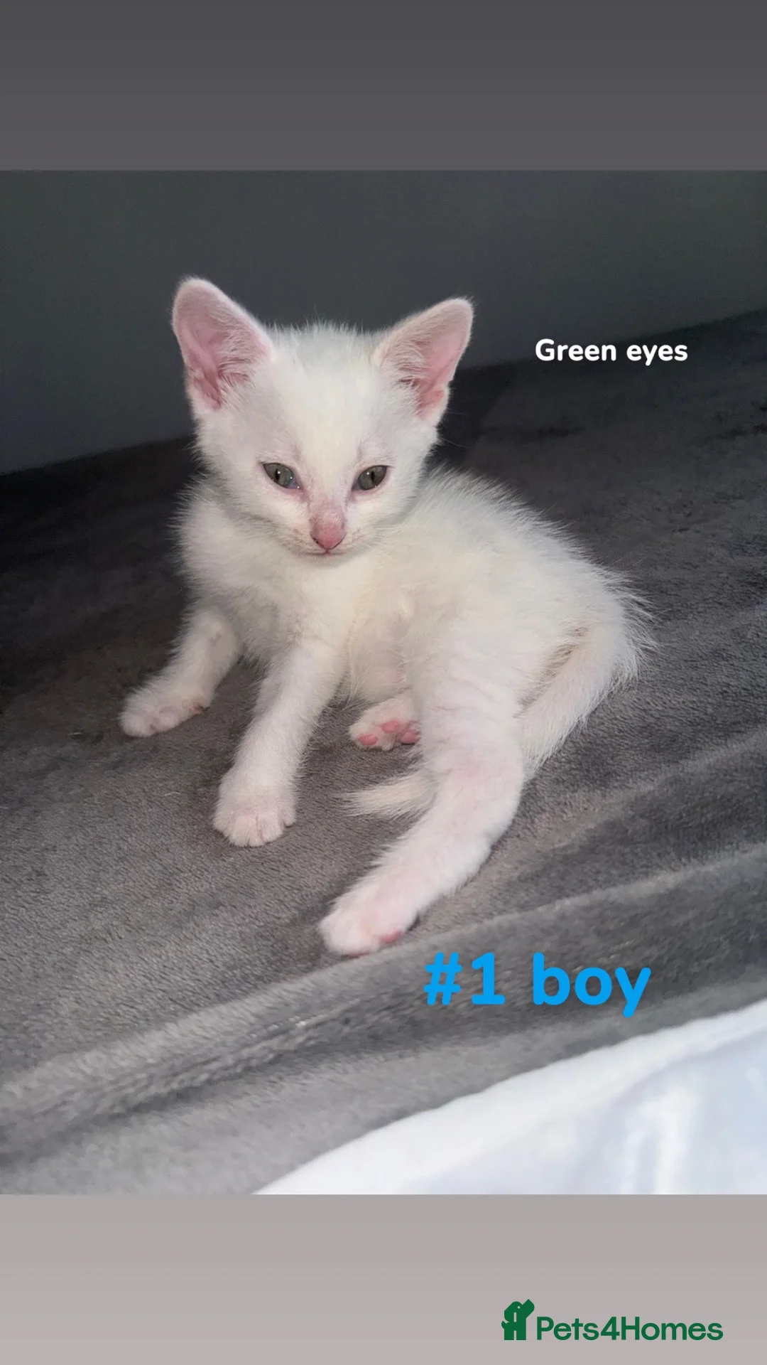 Turkish Angora cats for sale: pure white kittens for sale  in Dudley - Advert 6