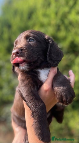 Sprocker dogs - Advert 5