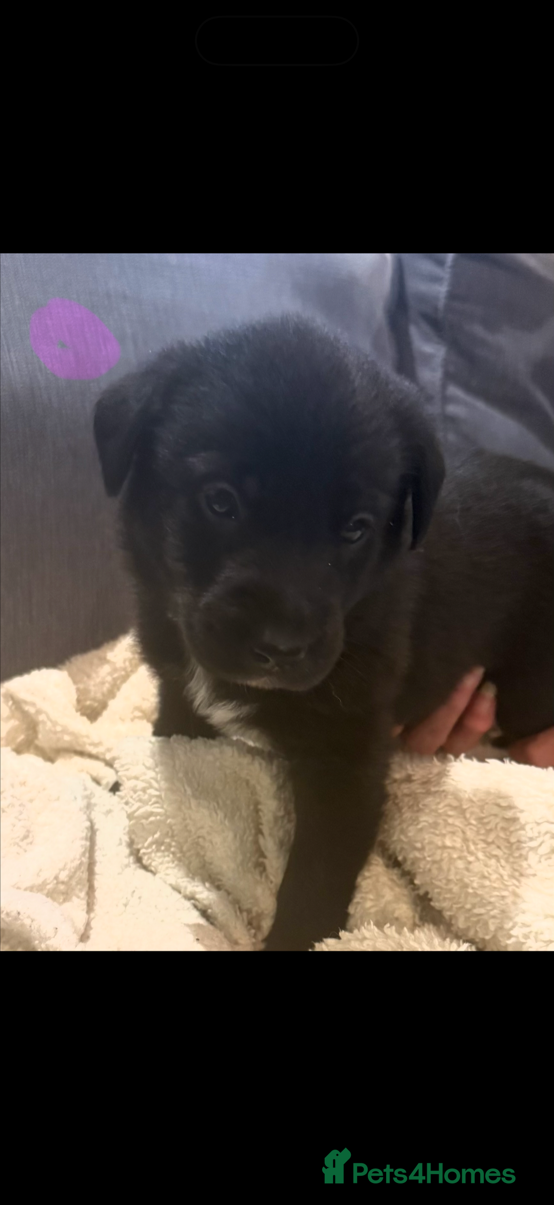 Borador dogs for sale: Perfect addition to any family 🐶🐾 - Advert 14