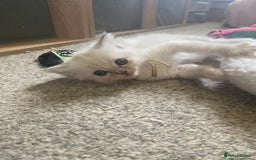 Ragdoll cats for sale: Gorgeous Bicolour Ragdoll kittens - Image 7