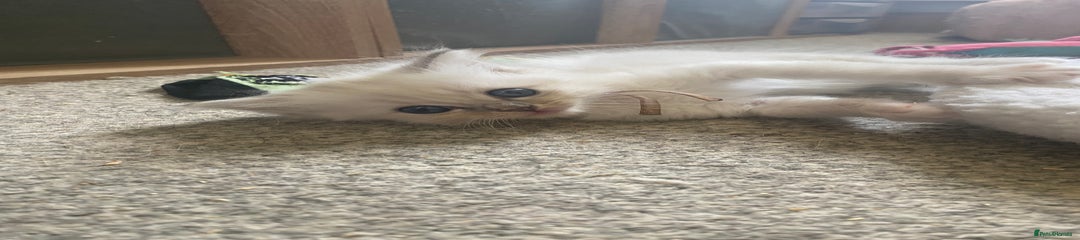 Ragdoll Kitten 4