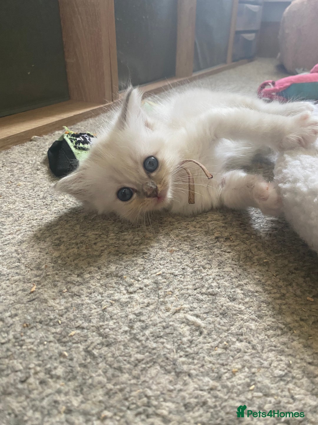 Ragdoll cats for sale: Gorgeous Bicolour Ragdoll kittens - Image 7