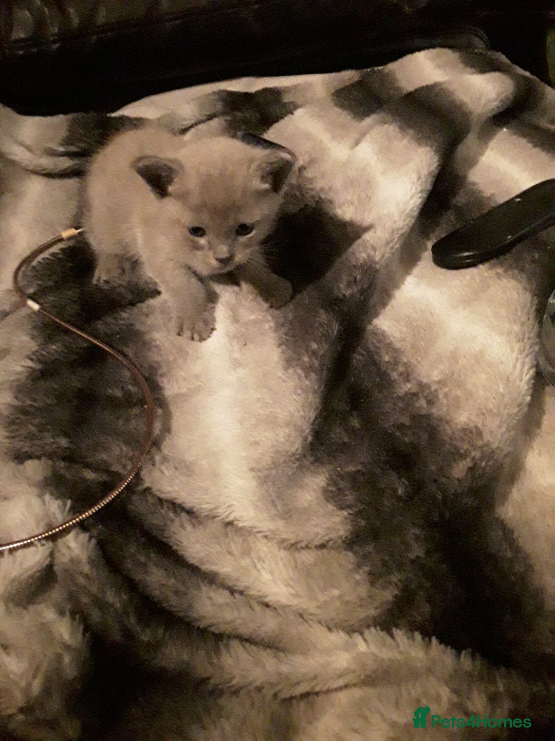 Burmese cats for sale: Beautiful blue Burmese kittens  - Image 11