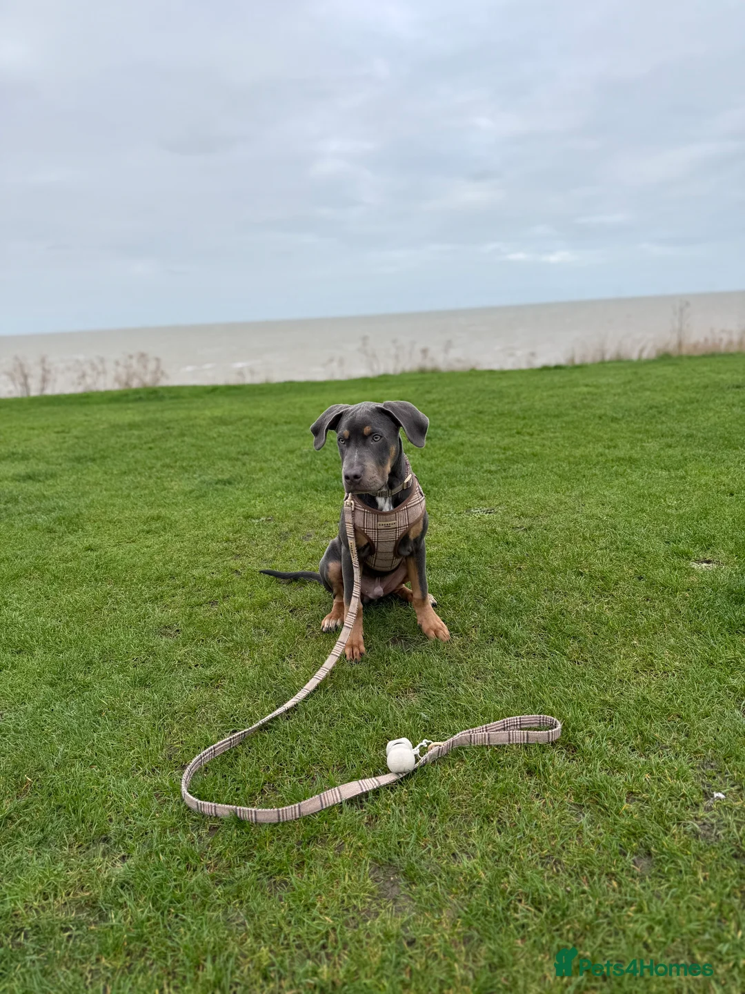 Mixed Breed dogs for sale: Woody - 7 months old American staff  - Advert 2