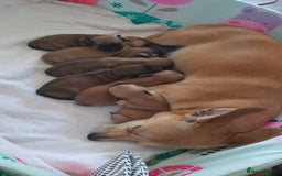 Mixed Breed dogs for sale: Jack Russell x chi puppies for sale  - Image 11