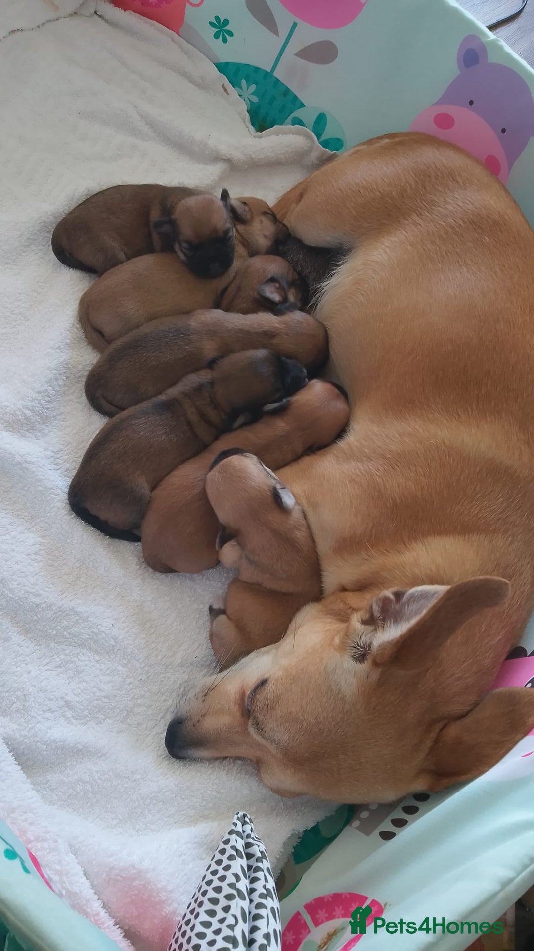 Mixed Breed dogs for sale: Jack Russell x chi puppies for sale  - Image 11