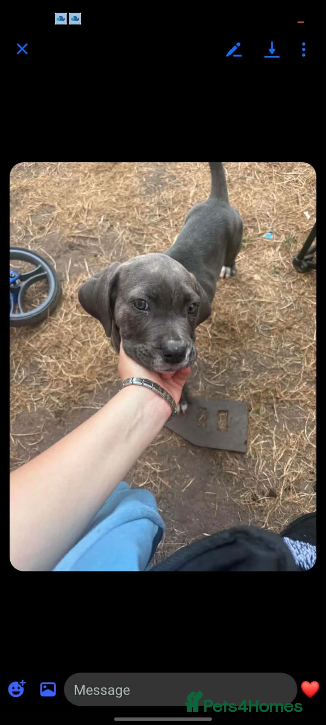 Cane Corso dogs for sale: Female cane corso puppy - Advert 2