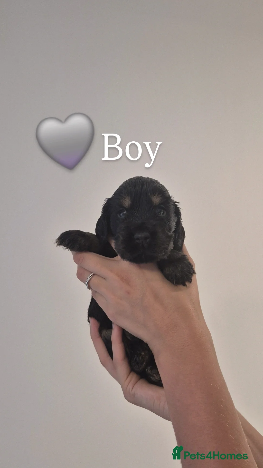 Cocker Spaniel dogs for sale: Kc show cocker spaniel puppies - Image 4