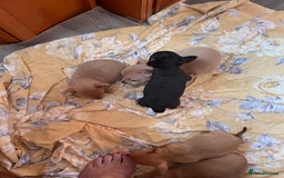 Chihuahua dogs for sale: Adorable Chihuahuas £650-£700 “Boys & Girls’ - Image 6