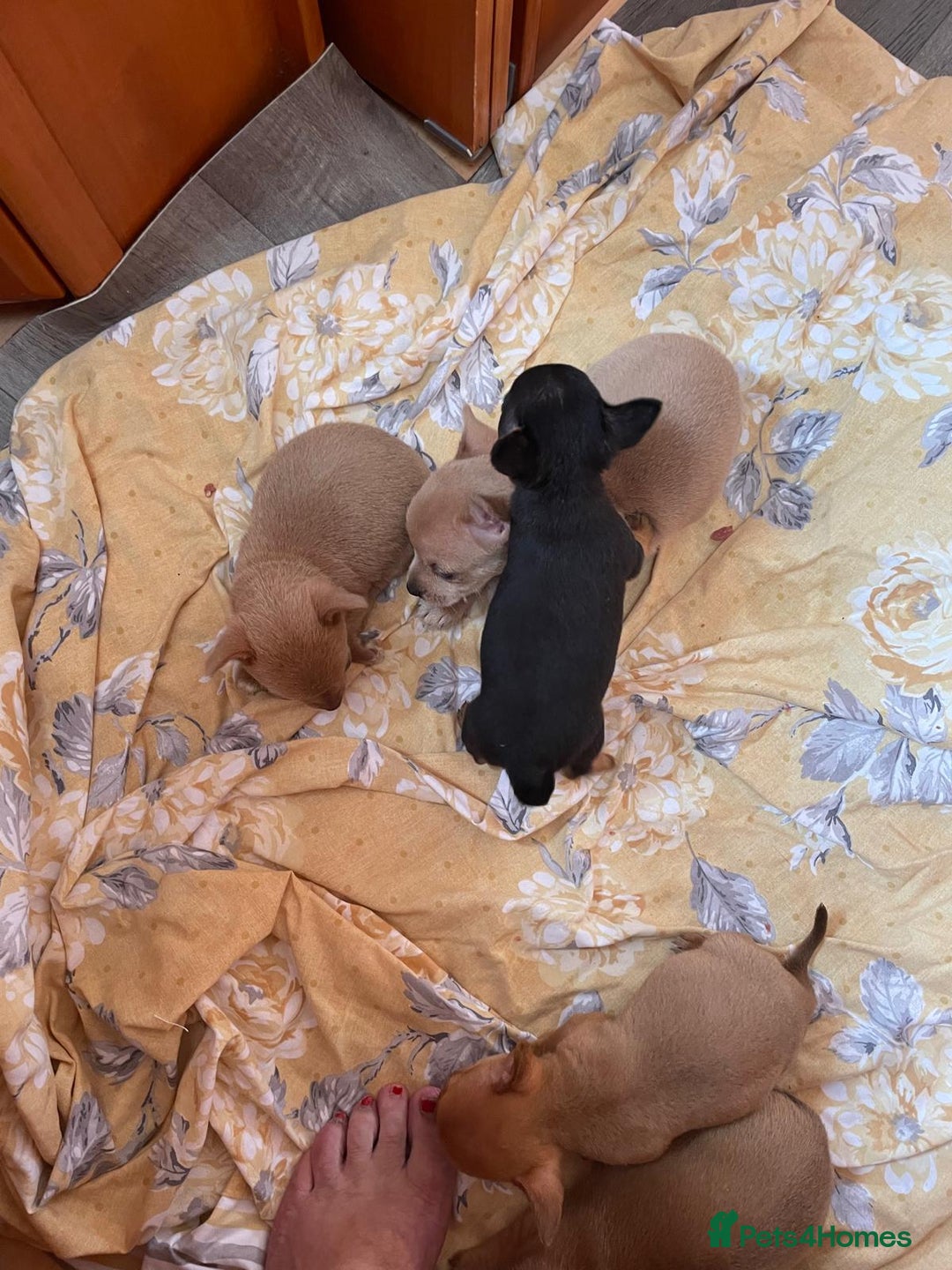 Chihuahua dogs for sale: Adorable Chihuahuas £650-£700 “Boys & Girls’ - Image 6