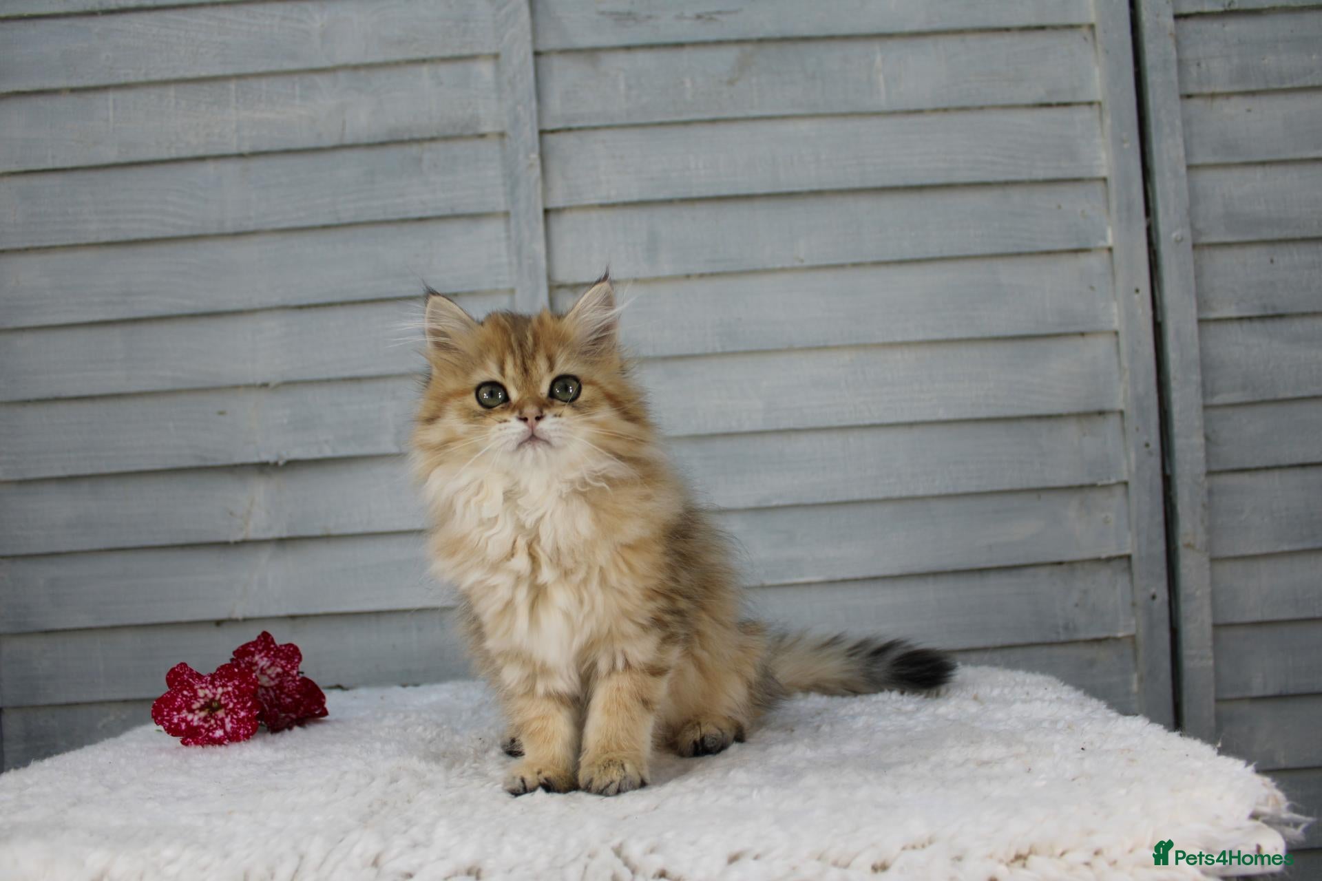 British Longhair cats Boy and Girl ready  - Advert 3