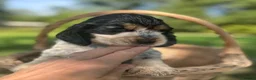 Cocker Spaniel dogs for sale: Cocker Spaniel Show Type - Advert 27