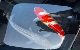 Koi Carp fish for sale: Japanese koi carp £100 each  - Image 17