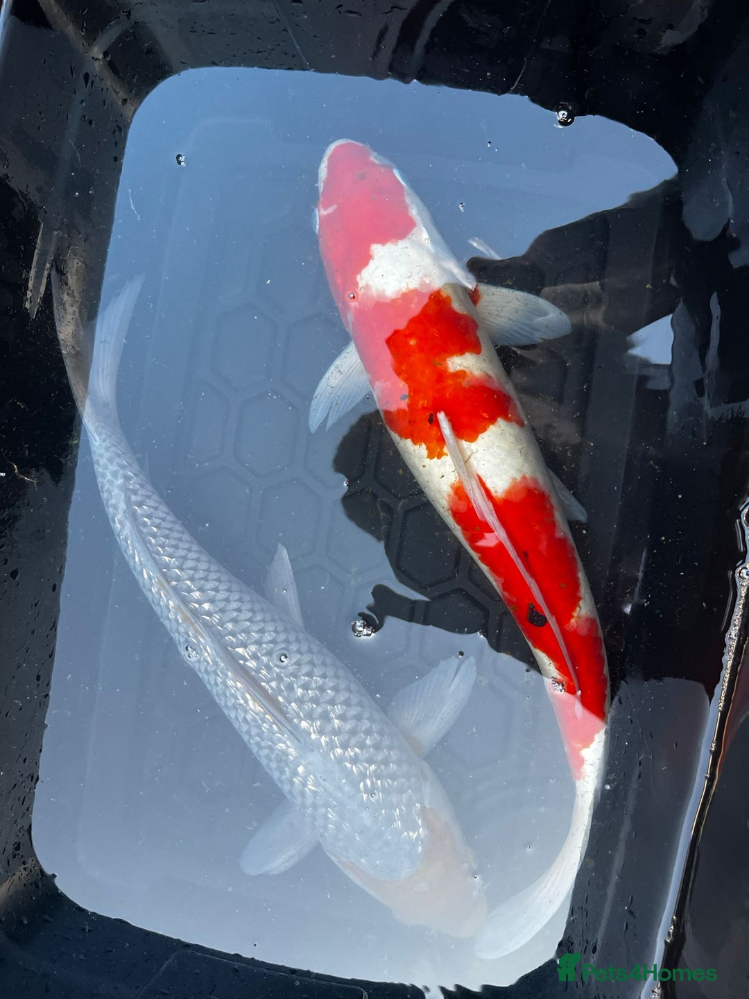 Koi Carp fish for sale: Japanese koi carp £100 each  - Image 17
