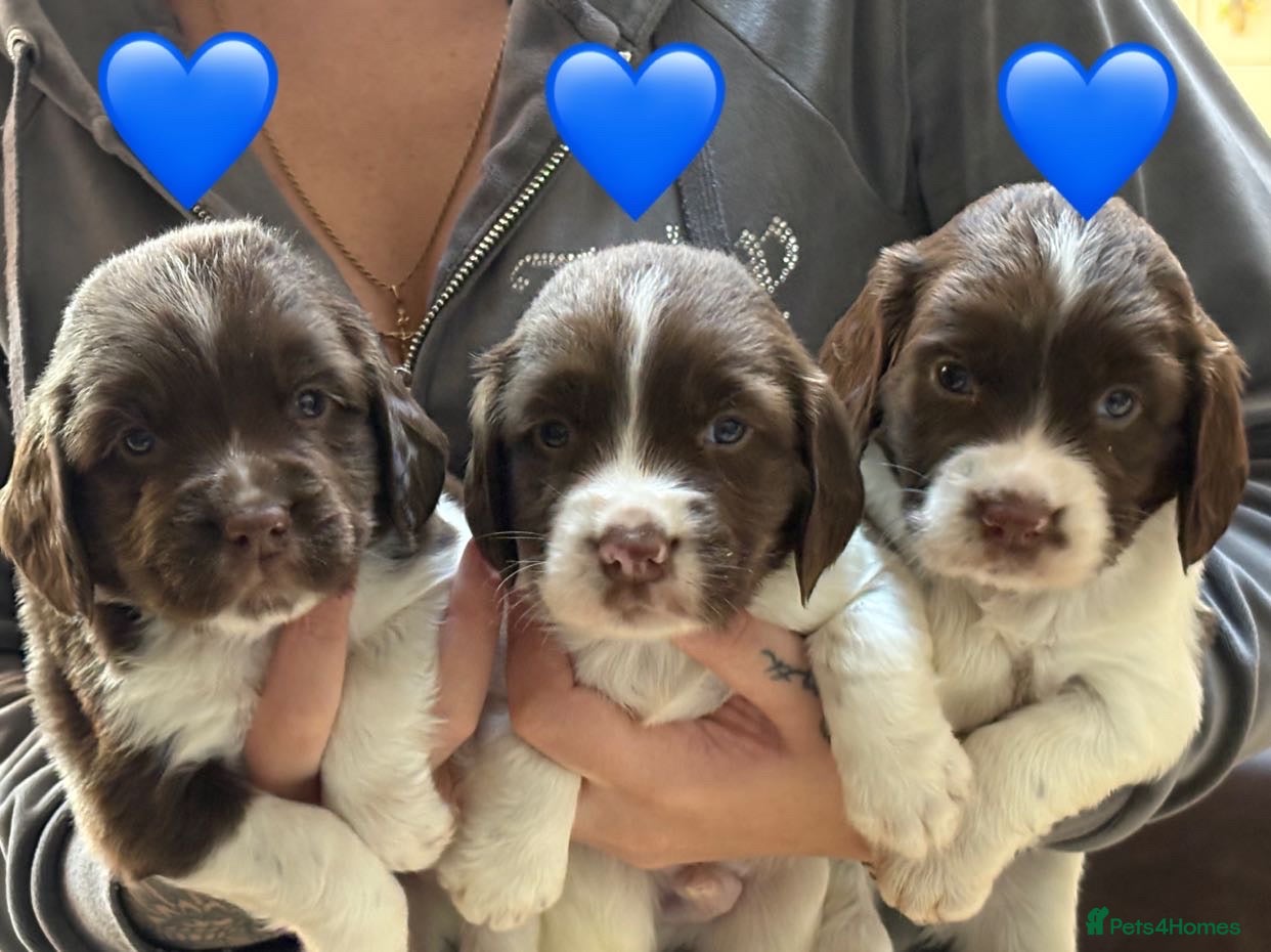 English Springer Spaniel dogs Traditional English Springer Spaniel Puppies - Advert 17