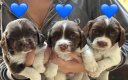 English Springer Spaniel dogs for sale: Traditional English Springer Spaniel Puppies - Image 1