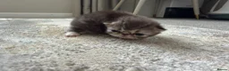 Exotic cats for sale: 2 x exotic shorthair kittens  in Christchurch - Advert 3