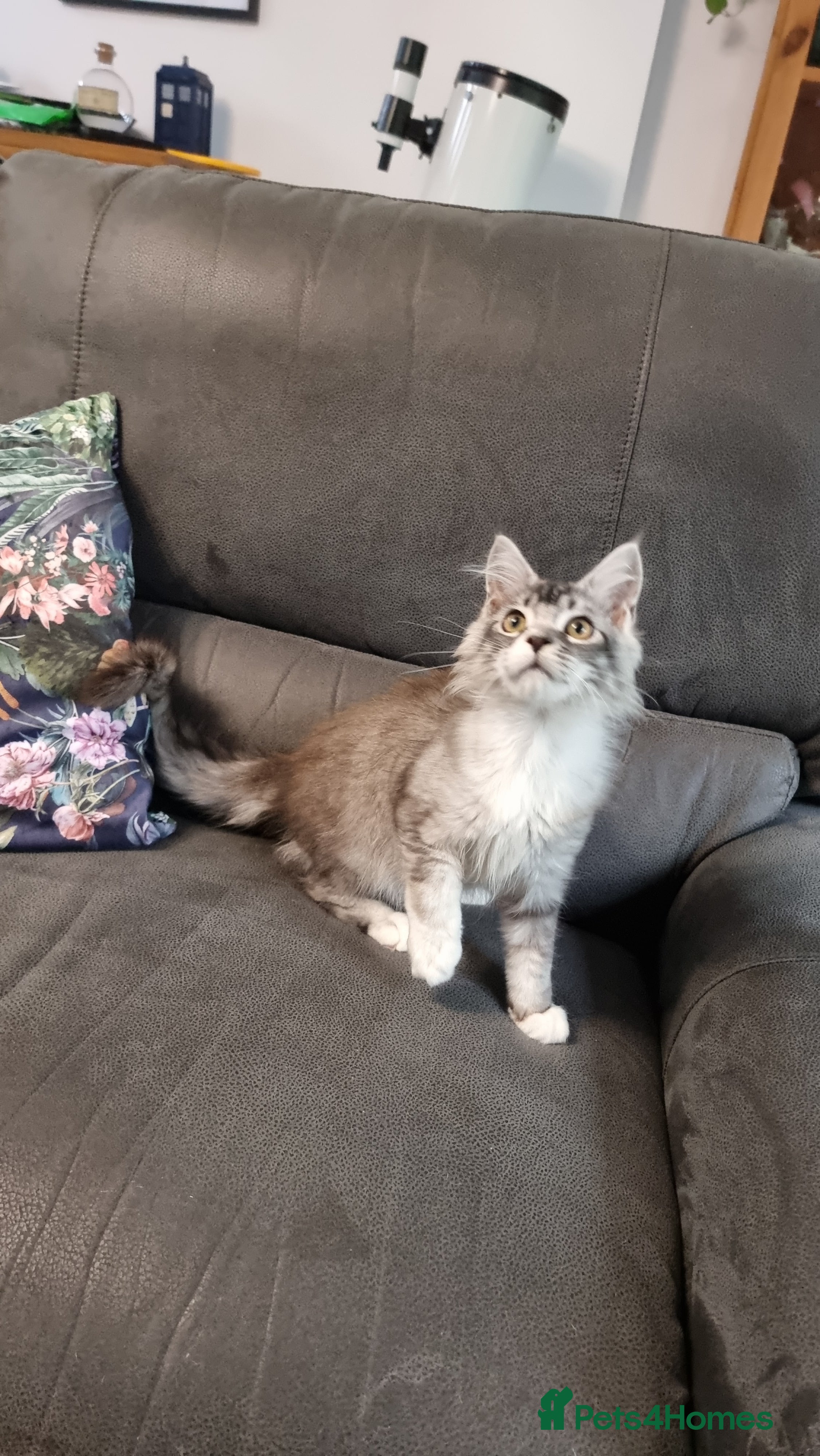 Maine Coon cats Pedigree Maine Coon Kittens for sale  - Advert 2
