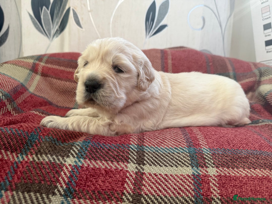 Golden Retriever dogs for sale: Kc health tested golden retrievers  - Advert 10