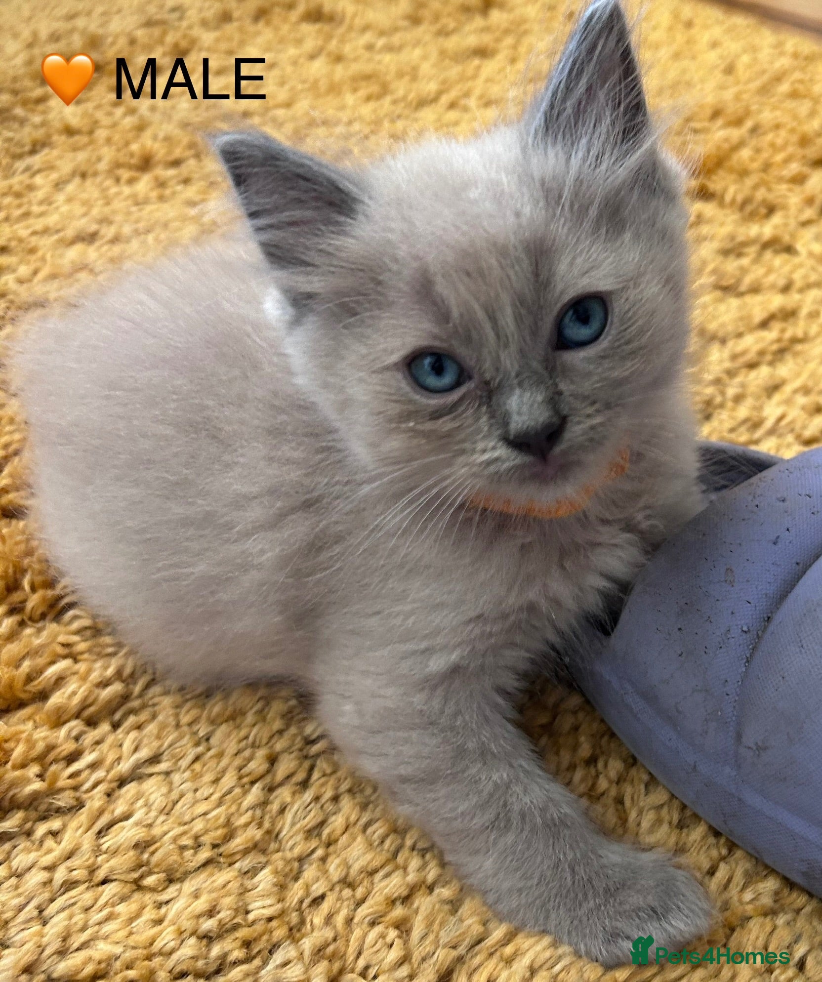 Ragdoll cats 😻 2 STUNNING MINK MALE RAGDOLL KITTENS 😻 - Advert 2