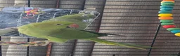 Ringnecks birds for sale: Female 3 year old Indian ringneck - Advert 2