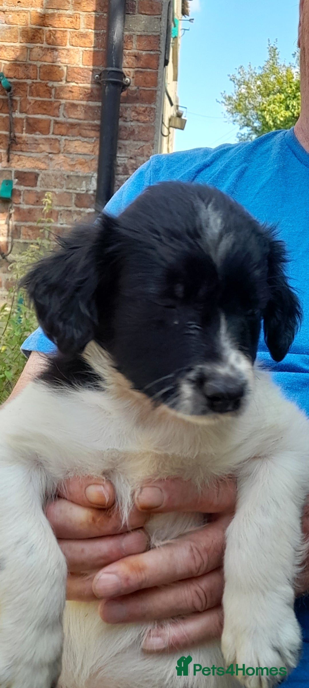 Sprollie dogs for sale: Border Collie x Springer Spaniel pups - Image 15