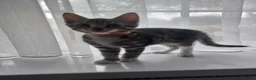 Bengal cats for sale:  Ready NOW!Mixed/x tabby/half bengal kittens💙💚🧡 - Advert 11