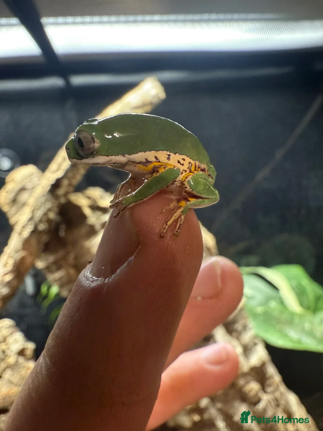 Frog reptiles for sale: Baby tiger-legged monkey frog + small setup  - Advert 4