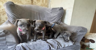 Whippet dogs - Advert 16