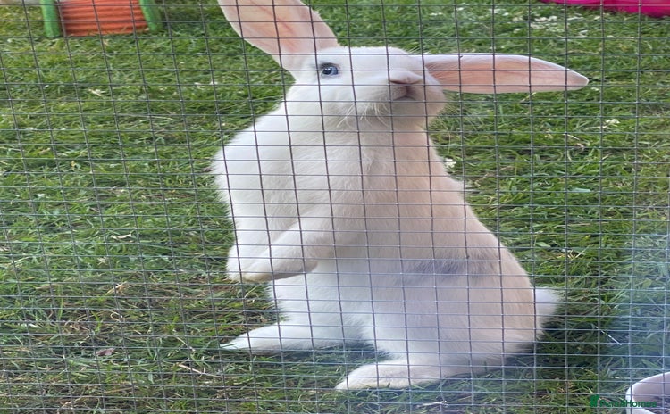 English rabbits - Advert 1