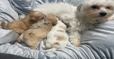 Mixed Breed dogs - Advert 6
