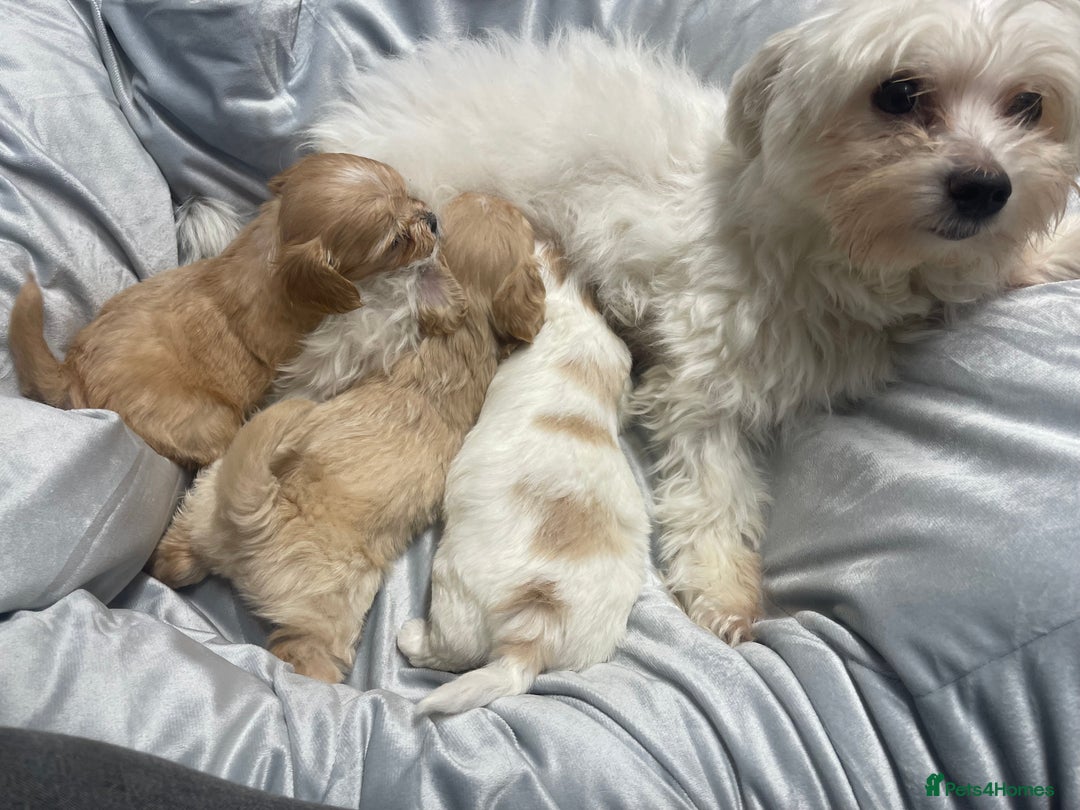 Mixed Breed dogs for sale: Beautiful Maltese / KC Cavalier Cross - Image 1